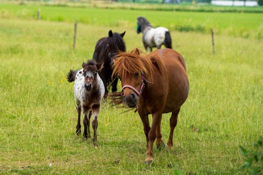 Výchova koní ve Skalickém klubu: Od hříběte po partnera